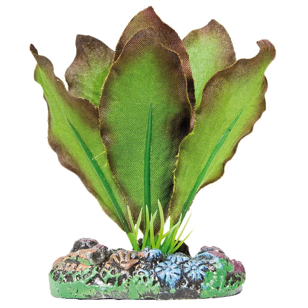 Anubias de AQUATIC PLANTS (SEDA) verde 7cm