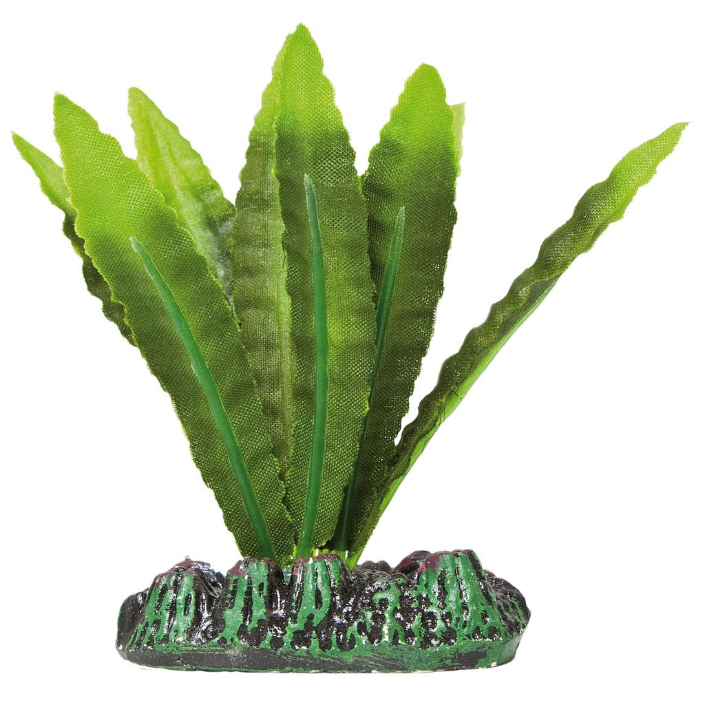 Aponogeton de AQUATIC PLANTS (SEDA) verde 8cm
