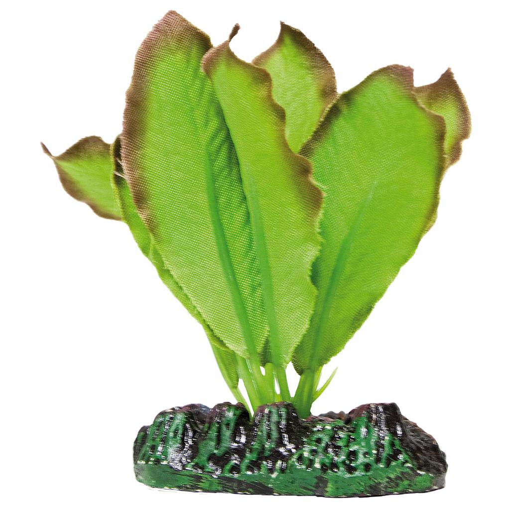Anubias de AQUATIC PLANTS (SEDA) verde 20cm