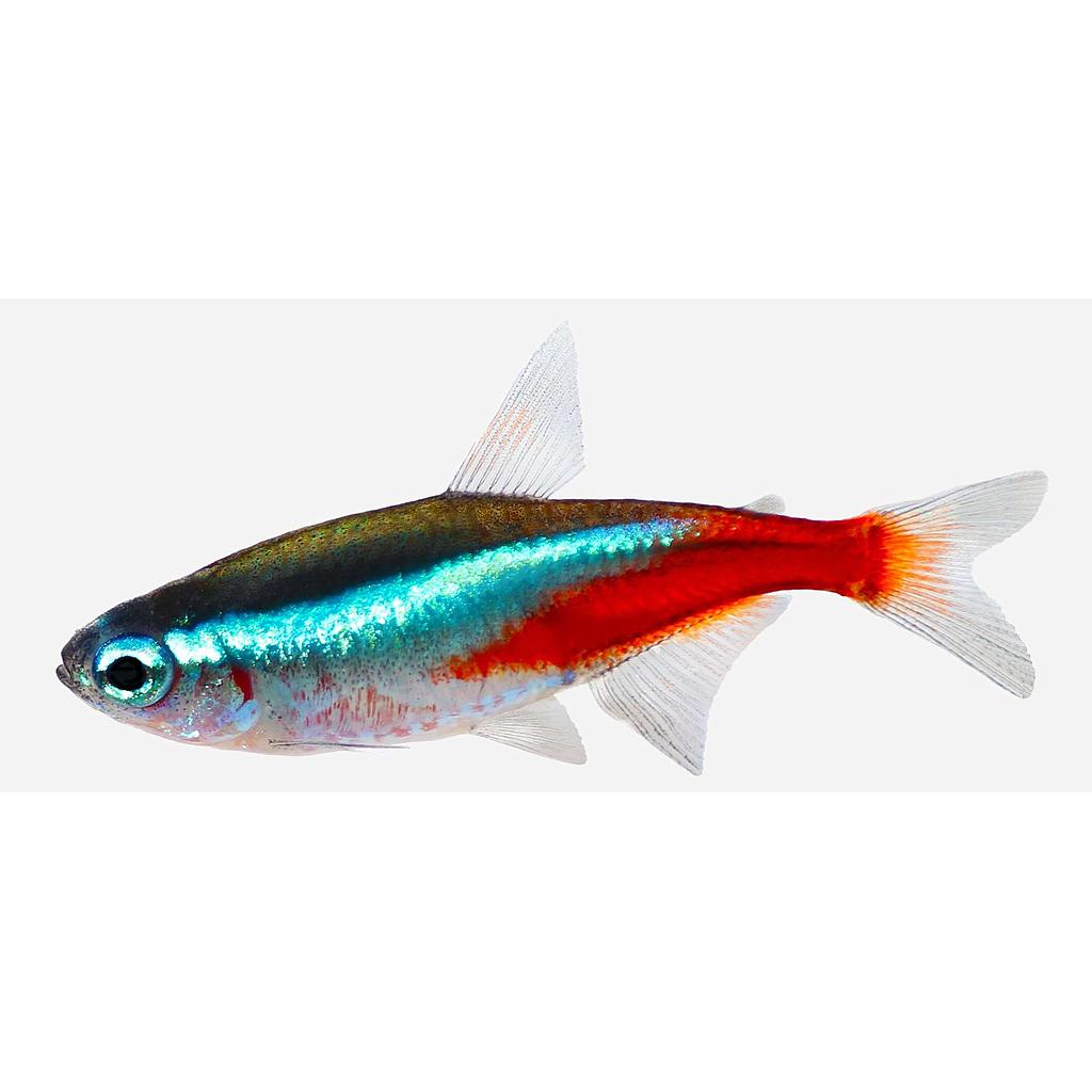 Tetra Neon (Paracheirodon innesi)