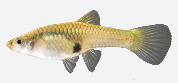 GUPPY HEMBRA ENDLER (Poecilia wingei)