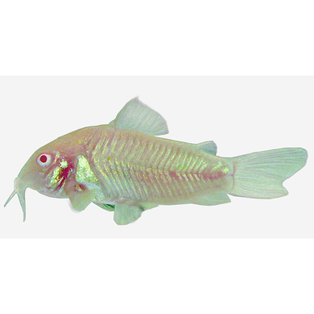 CORYDORA ALBINA BRONCE