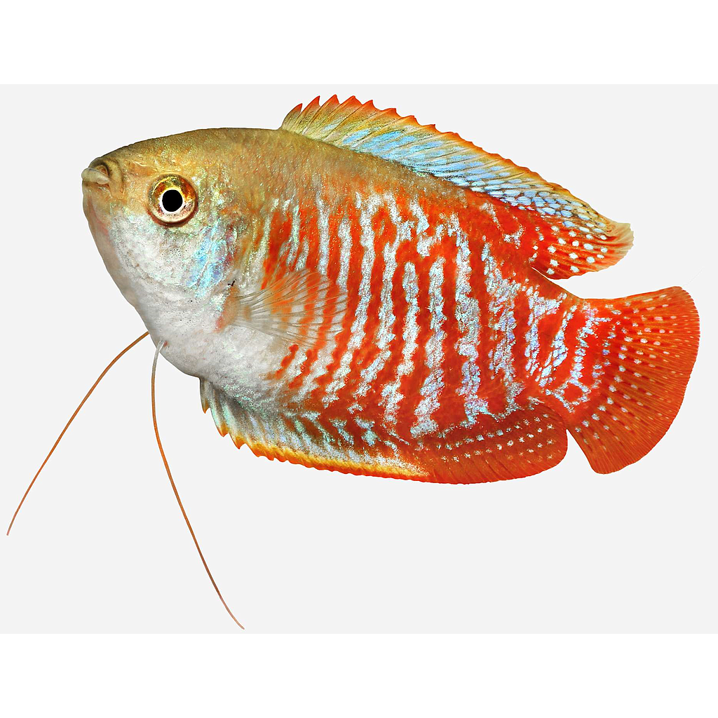 COLISA LALIA MACHO (Trichogaster lalius)