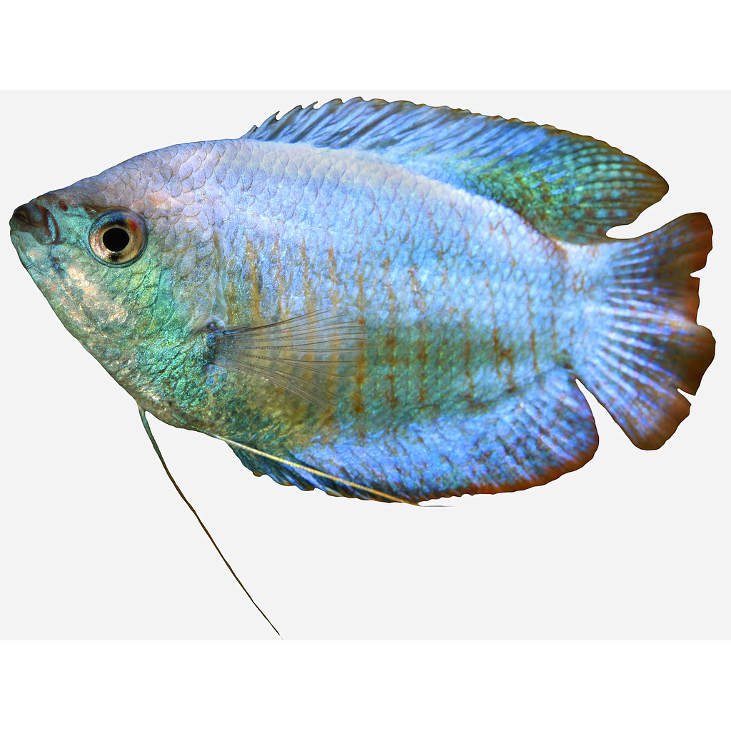 Colisa Cobalto Macho (Trichogaster lalius)