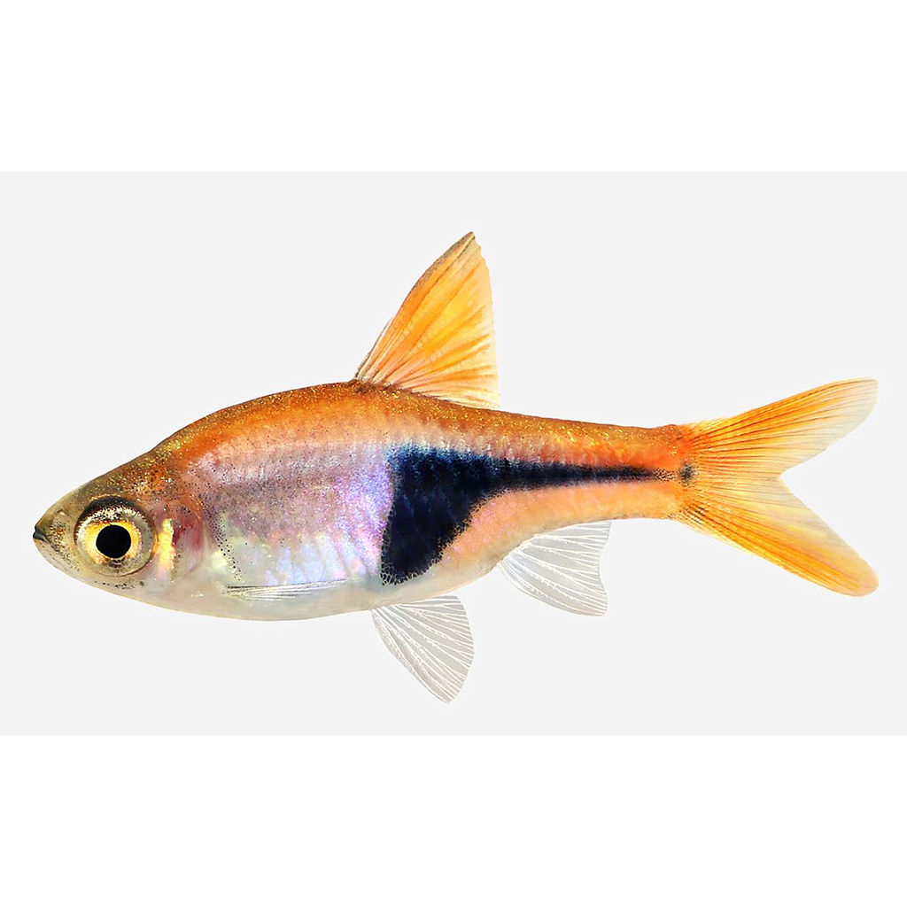 Rasbora Arlequin (Trigonostigma heteromorpha)