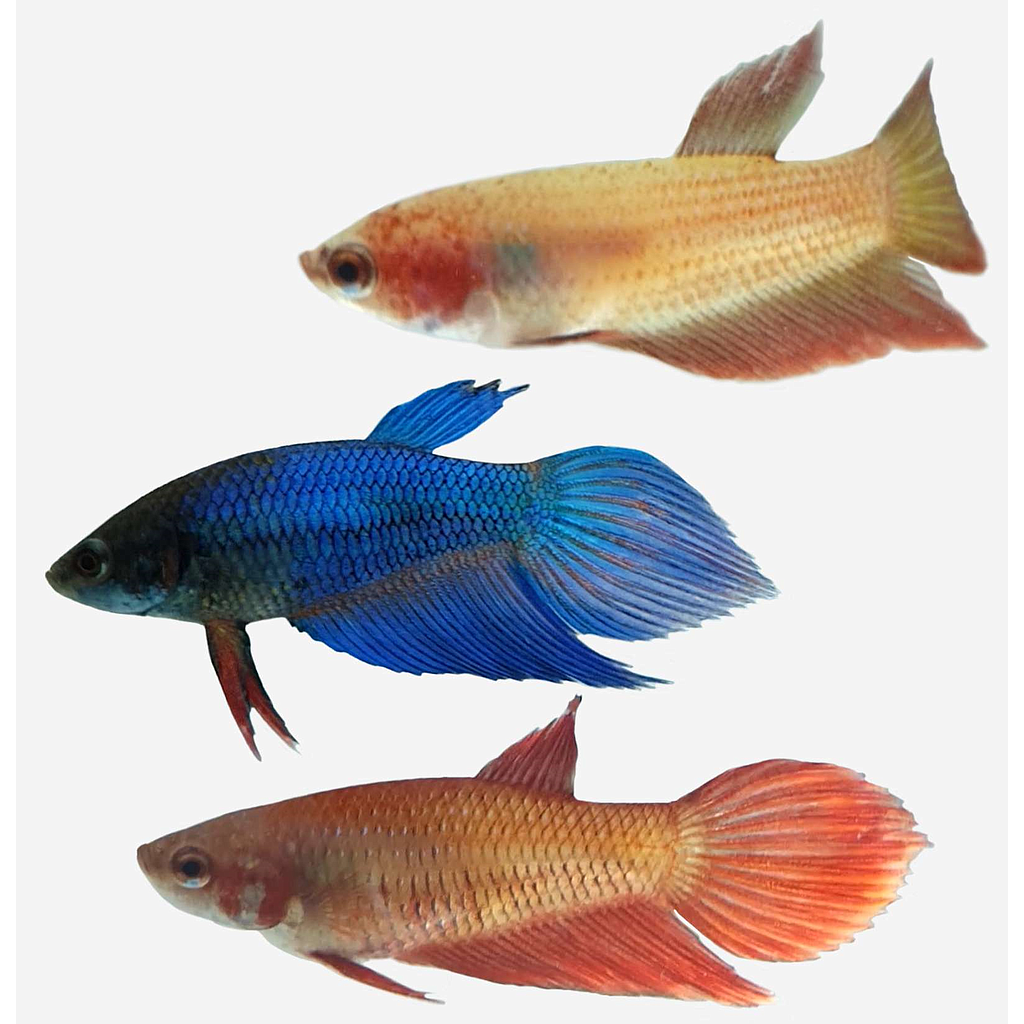 BETTA COMÚN HEMBRA SURTIDO (Betta splendens)