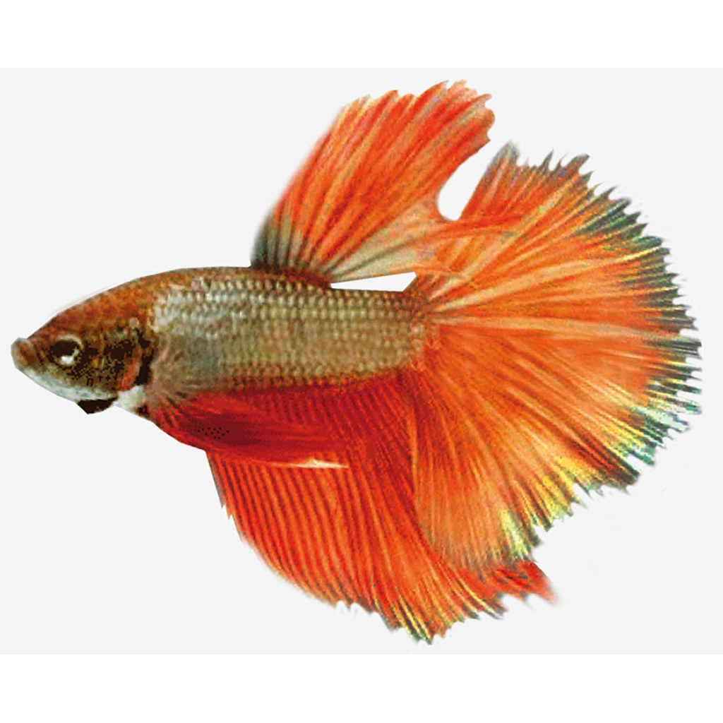 BETTA MACHO SUPERDELTA Surtido
