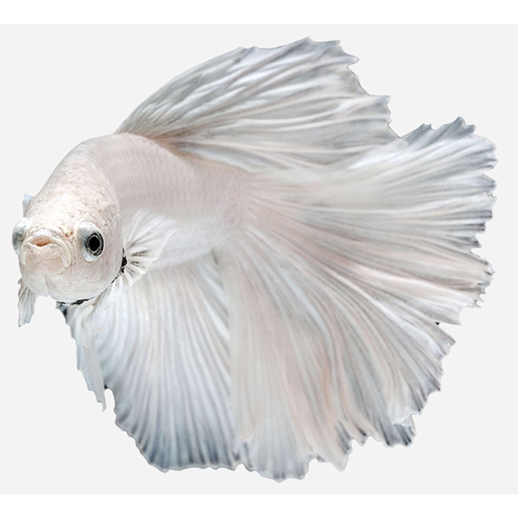 BETTA MACHO HALFMOON SURTIDO (Betta splendens)