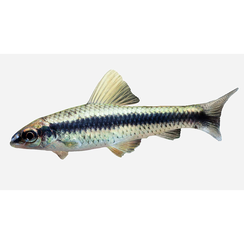 ZORRO VOLADOR COME-ALGAS (Crossocheilus siamensis)
