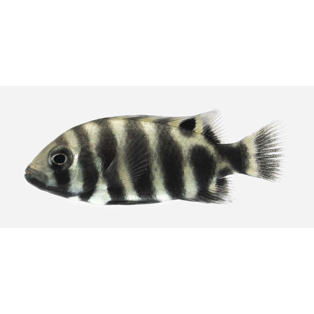 Ciclido Convicto (Cichlasoma Nigrofasciatum)