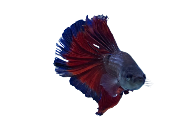 BETTA HALFMOON TRIBAND (Macho)