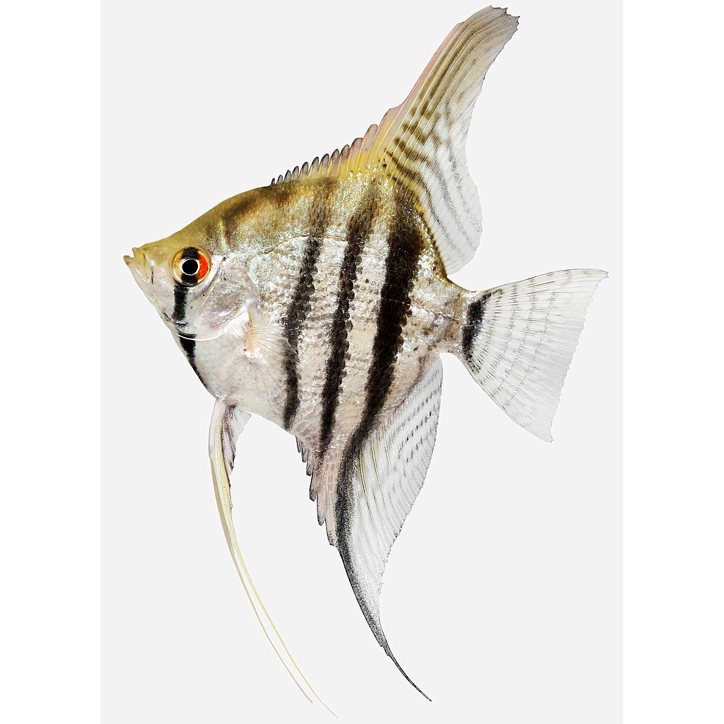 Escalar Cebra (Pterophyllum scalare)