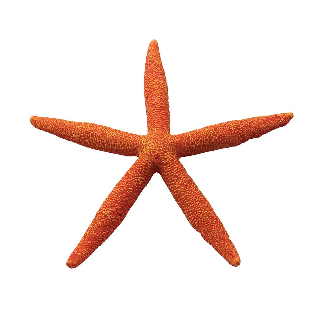 Estrellas de mar de ICA rojo 15,5cm