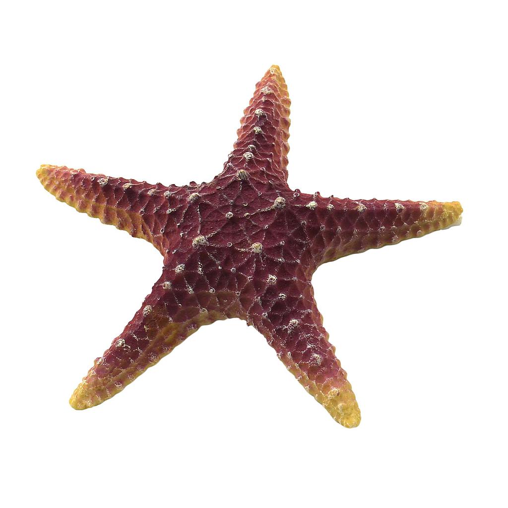 Estrellas de mar de ICA violeta 16cm