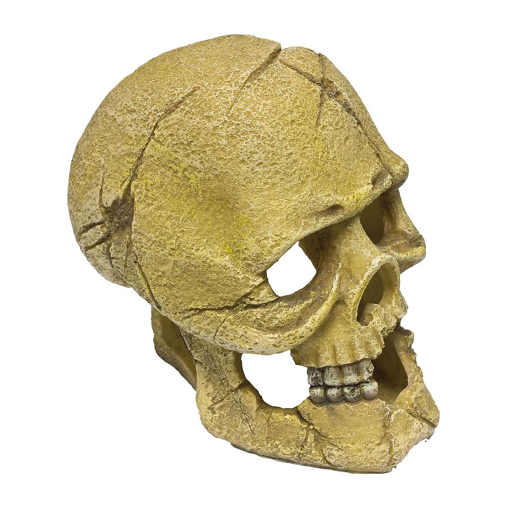 Ornamento con un cráneo humano 13,5x9,2x12cm