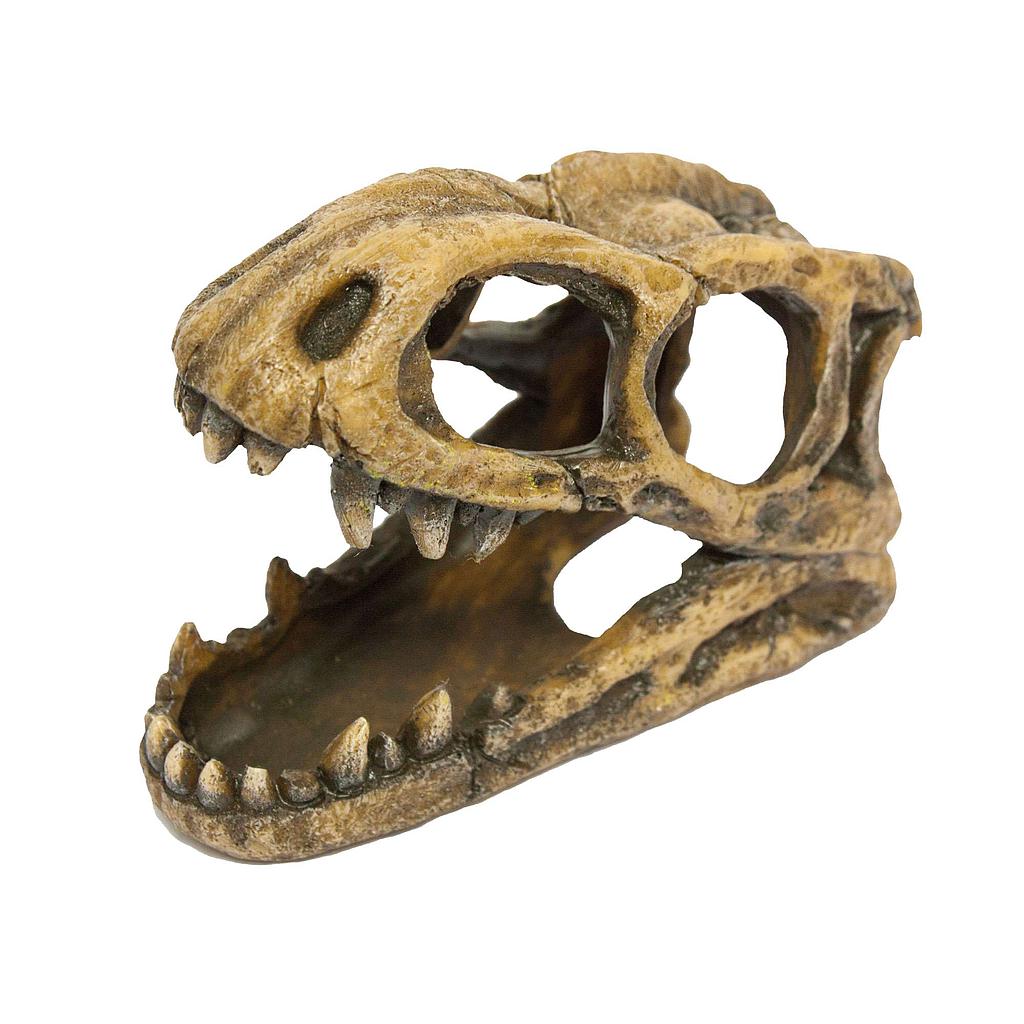 Ornamento con cabeza de tiranosaurio fosilizado 7,5x5,5x10cm