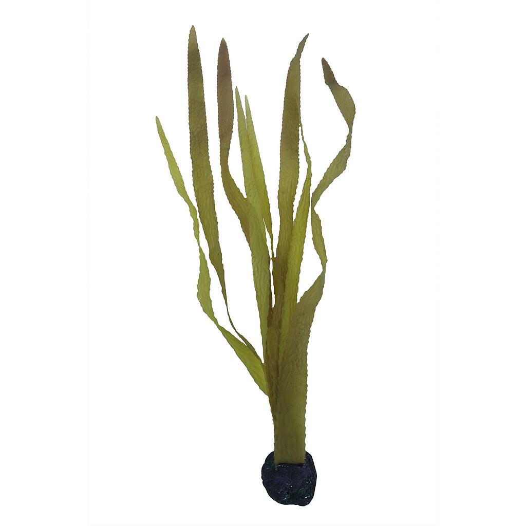 Kelp alga marina de ICA 60cm
